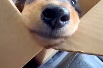 子犬を飼った当日→帰りの車で『ダンボールの中』から覗いてきて…とんでもなく尊い『表情』が68万再生「なんて純粋な目」「アングルが最強」