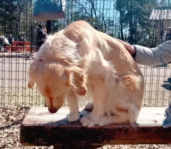 ドッグランに行った大型犬→自分より小さい子にビビりまくり…見た目からは想像できない『まさかの光景』に15万いいね「しょぼんｗ」「優しい」