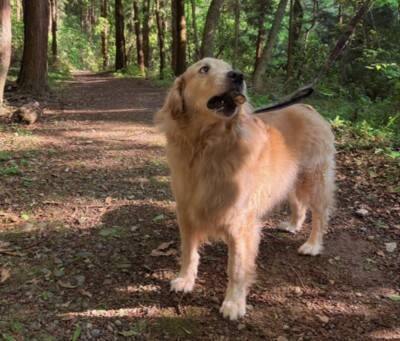 ドッグランに行った大型犬→自分より小さい子にビビりまくり…見た目からは想像できない『まさかの光景』に15万いいね「しょぼんｗ」「優しい」