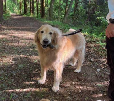 ドッグランに行った大型犬→自分より小さい子にビビりまくり…見た目からは想像できない『まさかの光景』に15万いいね「しょぼんｗ」「優しい」
