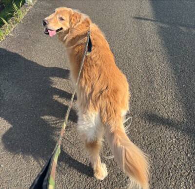 ドッグランに行った大型犬→自分より小さい子にビビりまくり…見た目からは想像できない『まさかの光景』に15万いいね「しょぼんｗ」「優しい」