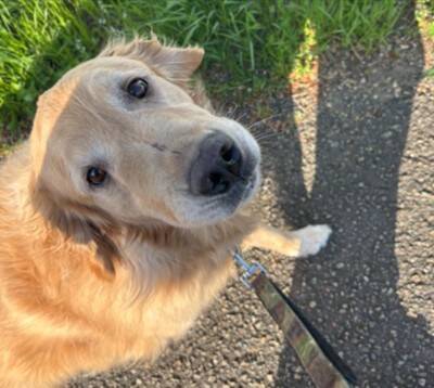 ドッグランに行った大型犬→自分より小さい子にビビりまくり…見た目からは想像できない『まさかの光景』に15万いいね「しょぼんｗ」「優しい」