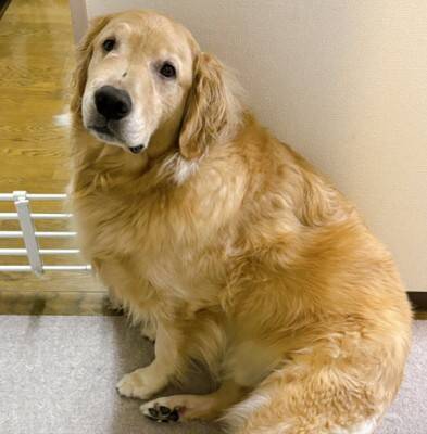 ドッグランに行った大型犬→自分より小さい子にビビりまくり…見た目からは想像できない『まさかの光景』に15万いいね「しょぼんｗ」「優しい」