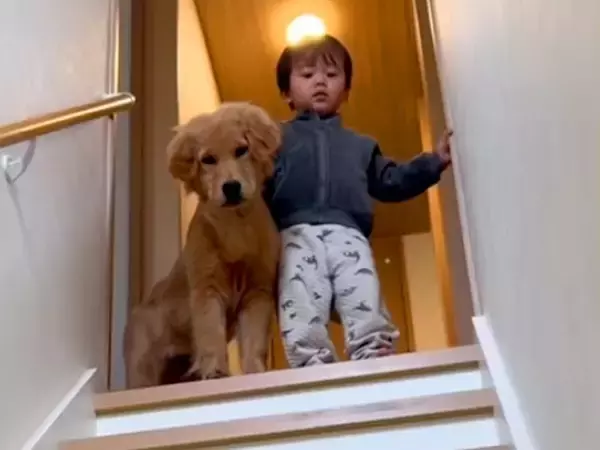 階段をこっそり登っていた小さな男の子と大型犬→『降りておいで』と伝えた結果…本当の兄弟のような行動が122万再生「相棒だ」「見守ってる」