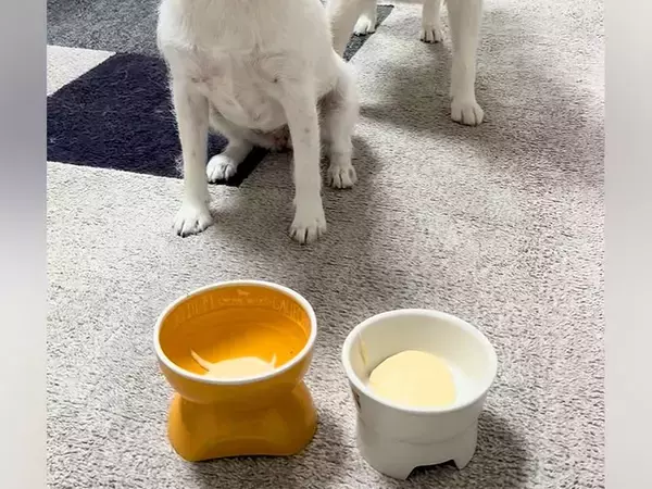 ヨーグルトの前で『待て』をする2匹の犬→『ヨシ』と言っているのに…まさかの光景が49万再生「静止画かな？ｗｗ」「くつろぎ出してワロタ」