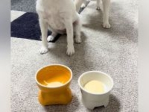 ヨーグルトの前で『待て』をする2匹の犬→『ヨシ』と言っているのに…まさかの光景が49万再生「静止画かな？ｗｗ」「くつろぎ出してワロタ」