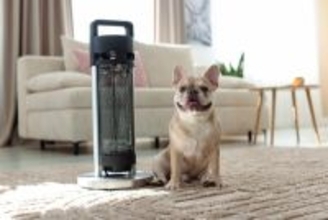 犬を留守番させるときにやってはいけない『防寒対策』3つ　安全に過ごすためにすべきことまで