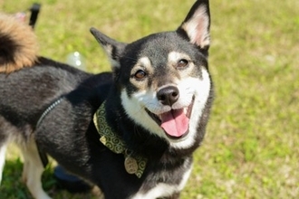 犬を『笑顔』にするためにできること4つ　ワンコも人間のように笑うことがあるの？微笑んでいるときの心理まで