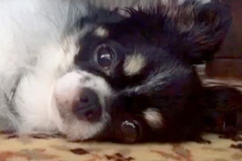 お店で1歳半まで売れ残り『繁殖犬にするしかない』と言われた犬→家族との出会いが素敵すぎると32万再生「泣ける」「待ってたんだね」と反響