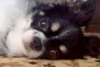 お店で1歳半まで売れ残り『繁殖犬にするしかない』と言われた犬→家族との出会いが素敵すぎると32万再生「泣ける」「待ってたんだね」と反響