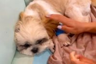 突然ご飯を食べなくなり、即入院した犬→医師からは『生命力にかけるしか』と言われ…まさかの『奇跡の物語』に反響「泣いた」「愛されてる」