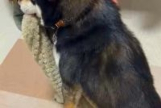 飼い主が帰宅すると大喜びする犬→なぜかいつも『何か』を咥えていて…可愛すぎる『習慣』に反響「可愛い連呼する気持ち、すごくわかるｗ」