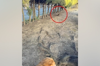 大型犬と散歩中に『猫』を発見→そーっと近づいてみたら、勘違いで…『まさかすぎる正体』に2万いいね「お腹痛いｗｗｗ」「なんか元気出た」