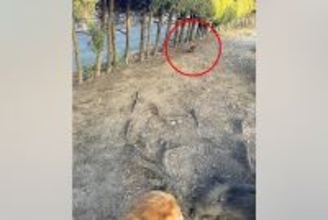 大型犬と散歩中に『猫』を発見→そーっと近づいてみたら、勘違いで…『まさかすぎる正体』に2万いいね「お腹痛いｗｗｗ」「なんか元気出た」