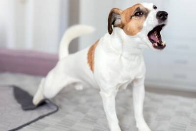 犬が『悲しい鳴き方』をする理由４選　気づいてあげたい愛犬からのSOSとは？