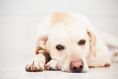 犬の元気がなくなる『飼い主の行動』4つ　愛犬が落ち込んでいるときにみせる仕草や態度とは？
