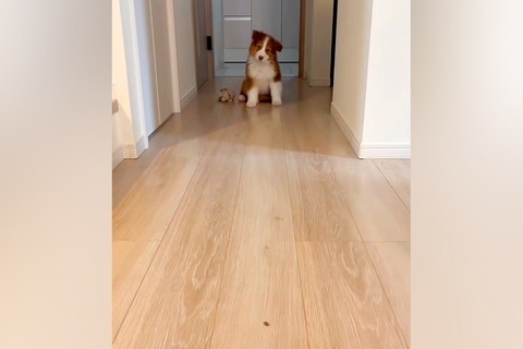 オヤツを床に置き、子犬を呼んでみた結果→『ちゃんと食べるかな』と見ていたら…『想定外の光景』が71万再生「尊すぎる…」「なんて可愛いの」