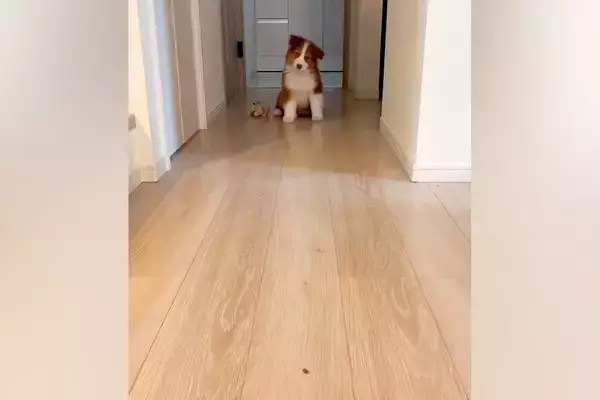 オヤツを床に置き、子犬を呼んでみた結果→『ちゃんと食べるかな』と見ていたら…『想定外の光景』が71万再生「尊すぎる…」「なんて可愛いの」