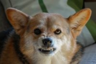 犬から『嫌われる人』がしがちな絶対NG行為4選　関係が悪化してしまう飼い主のタブー行動とは？