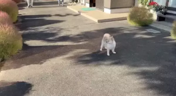 朝の7時半、大好きな『軽トラおじさん』が家にきたら犬が…『とにかく側にいたい姿』が尊すぎると5万再生「なんて可愛いの」「癒しでしかない」