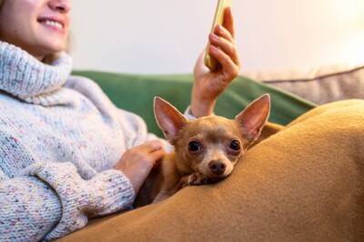 犬が寒いと感じているときの『寝方』５選　今すぐ実践できる安眠のための防寒対策とは？