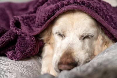 犬が寒いと感じているときの『寝方』５選　今すぐ実践できる安眠のための防寒対策とは？