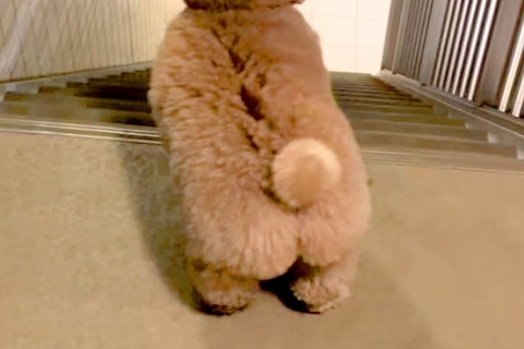 仕事から帰宅したパパを出迎える犬→喜び過ぎてしまい…疲れ吹き飛ぶ『愛おしい行動』が76万再生「愛が止まらないｗ」「高速コロッケ」と反響