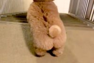 仕事から帰宅したパパを出迎える犬→喜び過ぎてしまい…疲れ吹き飛ぶ『愛おしい行動』が76万再生「愛が止まらないｗ」「高速コロッケ」と反響