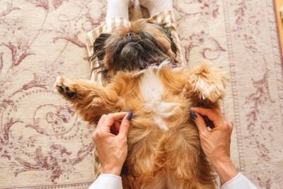 犬のお腹がぐるぐる鳴る『9つの理由』考えられる病気や対処法まで解説