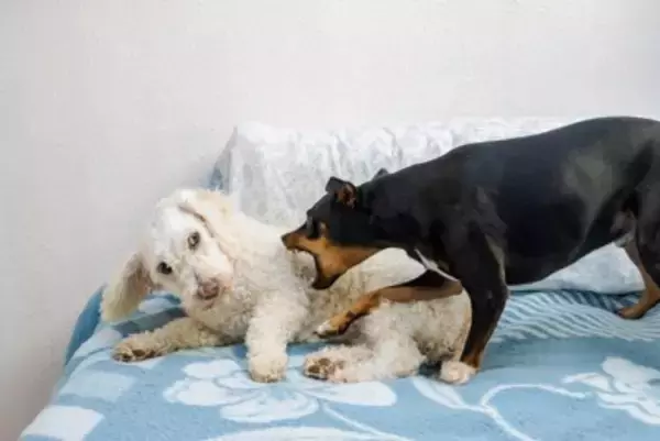 犬の『遊びと喧嘩』違いを判断する方法とは？犬同士を引き離そうとするときに注意すべきことまで