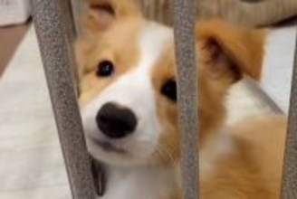 『致死率の高い病気の可能性がある』と言われた子犬→それでも『幸せにしたい』と飼った結果…想定外の結末に反響「笑ったｗ」「幸せなオチ」