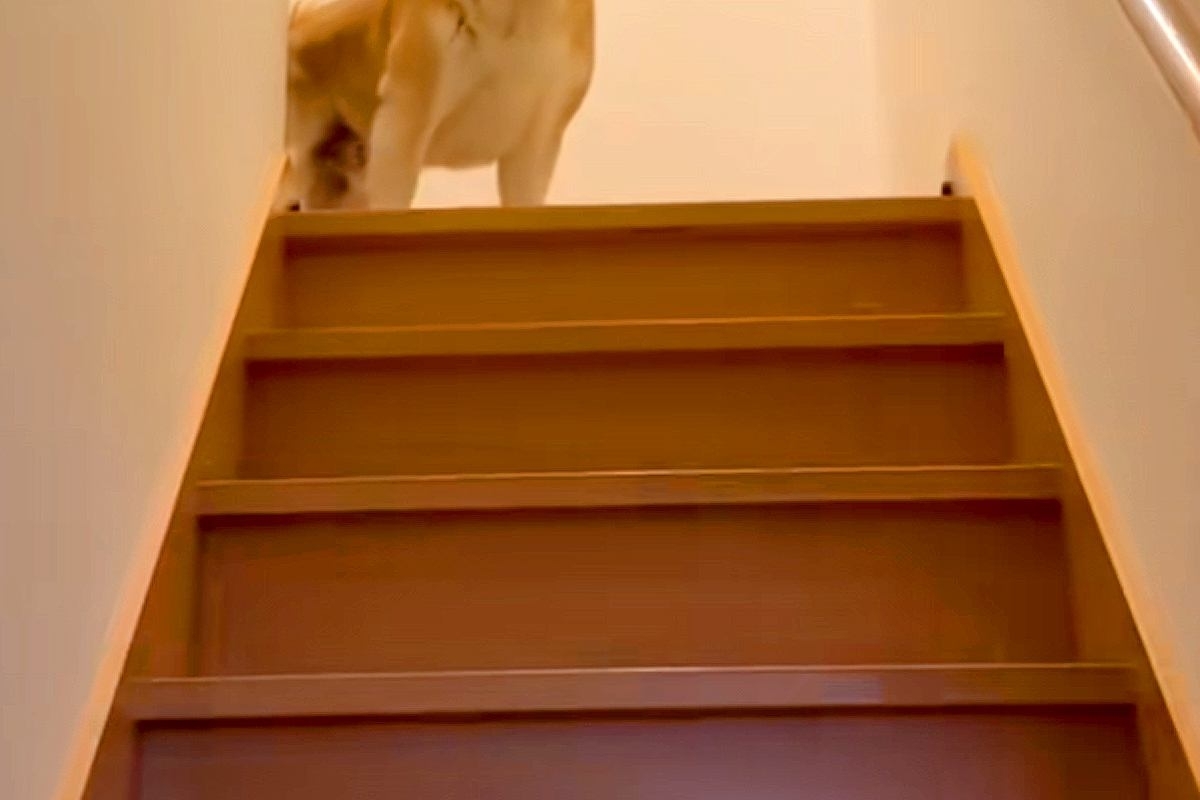 お母さんとお姉ちゃんの帰宅には大喜びする犬→お兄ちゃんの場合は…辛辣すぎる『態度の違い』が294万再生「いい顔で草」「静止画かとｗｗ」