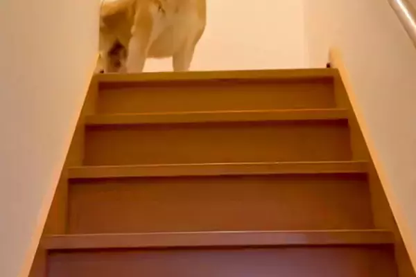 お母さんとお姉ちゃんの帰宅には大喜びする犬→お兄ちゃんの場合は…辛辣すぎる『態度の違い』が294万再生「いい顔で草」「静止画かとｗｗ」