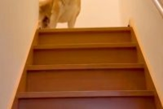 お母さんとお姉ちゃんの帰宅には大喜びする犬→お兄ちゃんの場合は…辛辣すぎる『態度の違い』が294万再生「いい顔で草」「静止画かとｗｗ」