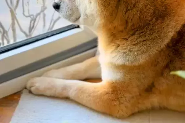 『半年ぶりに、孫が来るよ』と犬に伝えた結果→30分以上も窓から離れなくなり…尊すぎる『再会の瞬間』が32万再生「涙出た」「嬉しさ伝わる」
