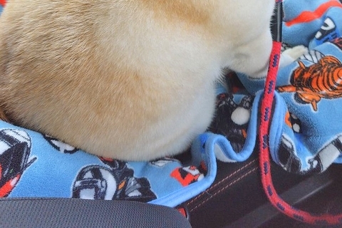お出かけかと思ったら『病院』だった犬→待ち時間に、車の中で…あまりにも哀愁漂う『背中』に5万いいね「ぬいぐるみかとｗｗ」「切なくて草」