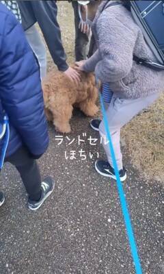 犬の散歩中、登校中の小学生に遭遇したら…『一緒に学校へ行こうとする光景』が微笑ましすぎると15万再生「人気者」「可愛すぎ」と絶賛