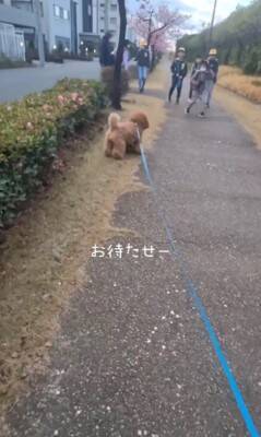 犬の散歩中、登校中の小学生に遭遇したら…『一緒に学校へ行こうとする光景』が微笑ましすぎると15万再生「人気者」「可愛すぎ」と絶賛