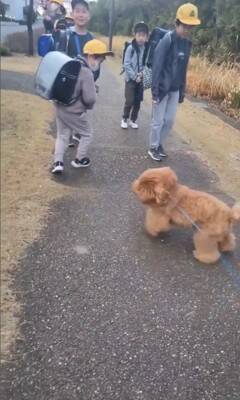 犬の散歩中、登校中の小学生に遭遇したら…『一緒に学校へ行こうとする光景』が微笑ましすぎると15万再生「人気者」「可愛すぎ」と絶賛