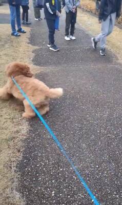 犬の散歩中、登校中の小学生に遭遇したら…『一緒に学校へ行こうとする光景』が微笑ましすぎると15万再生「人気者」「可愛すぎ」と絶賛