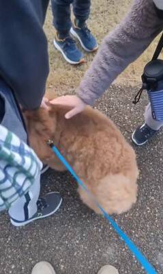 犬の散歩中、登校中の小学生に遭遇したら…『一緒に学校へ行こうとする光景』が微笑ましすぎると15万再生「人気者」「可愛すぎ」と絶賛