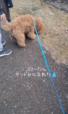犬の散歩中、登校中の小学生に遭遇したら…『一緒に学校へ行こうとする光景』が微笑ましすぎると15万再生「人気者」「可愛すぎ」と絶賛
