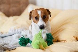 犬の『抜け毛』の上手な活用方法5つ　愛犬との思い出を残せるリメイク術や手順をご紹介