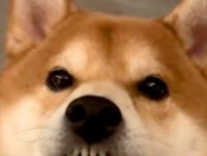 キッチンではしゃいでいた犬→唇が乾いてしまい…思わず笑ってしまう『まさかの表情』が15万再生「なんでそうなったｗ」「私もなる」と爆笑