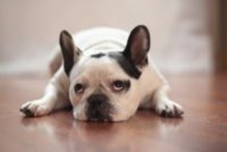 犬が『退屈している』ときにみせるサイン5選　暇だと感じやすいタイミングや充実させる工夫まで