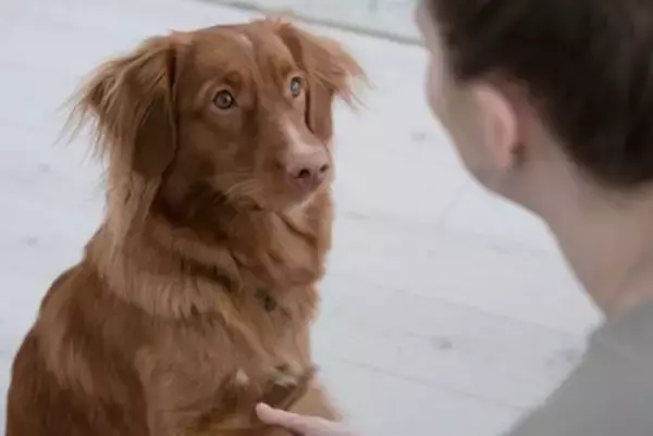 犬を落ち着かせる『声のかけ方』5つ　愛犬が興奮してしまう要因やしつけのポイントまで