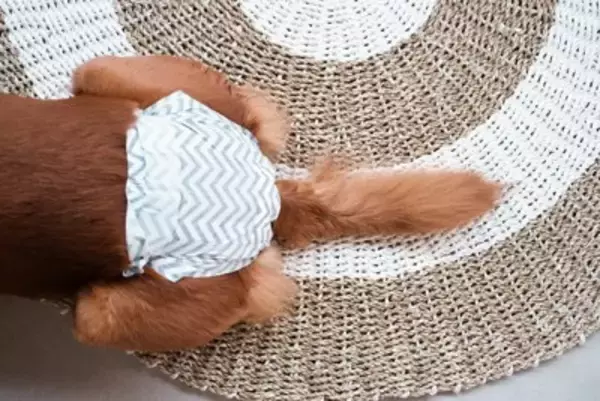犬が『生理』になったときにみられる変化とは？飼い主がすべき適切な対応まで