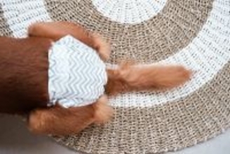 犬が『生理』になったときにみられる変化とは？飼い主がすべき適切な対応まで