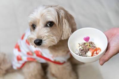 犬が『生理』になったときにみられる変化とは？飼い主がすべき適切な対応まで