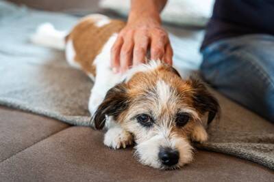 犬が『生理』になったときにみられる変化とは？飼い主がすべき適切な対応まで